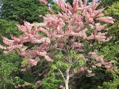 觀賞樹木 推薦|【庭院樹】讓庭院繽紛綻放！7種療癒花香觀花樹與吉利景觀樹大。